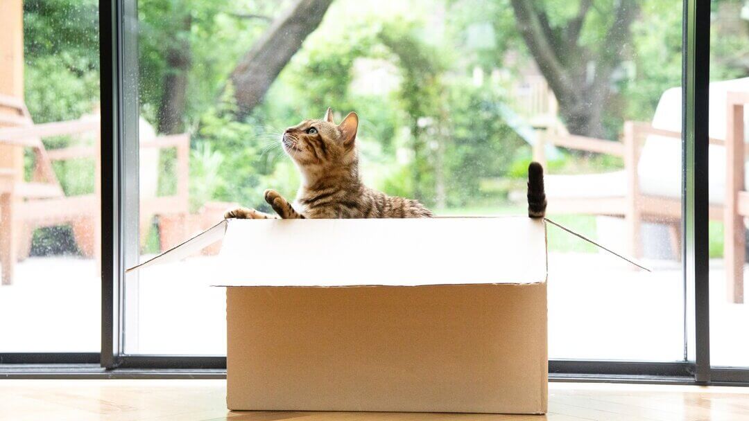 แมวชอบกล่องกระดาษ