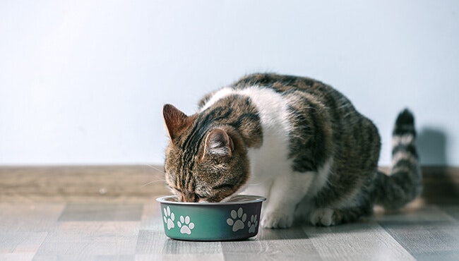 แมวไม่กินอาหารเม็ด