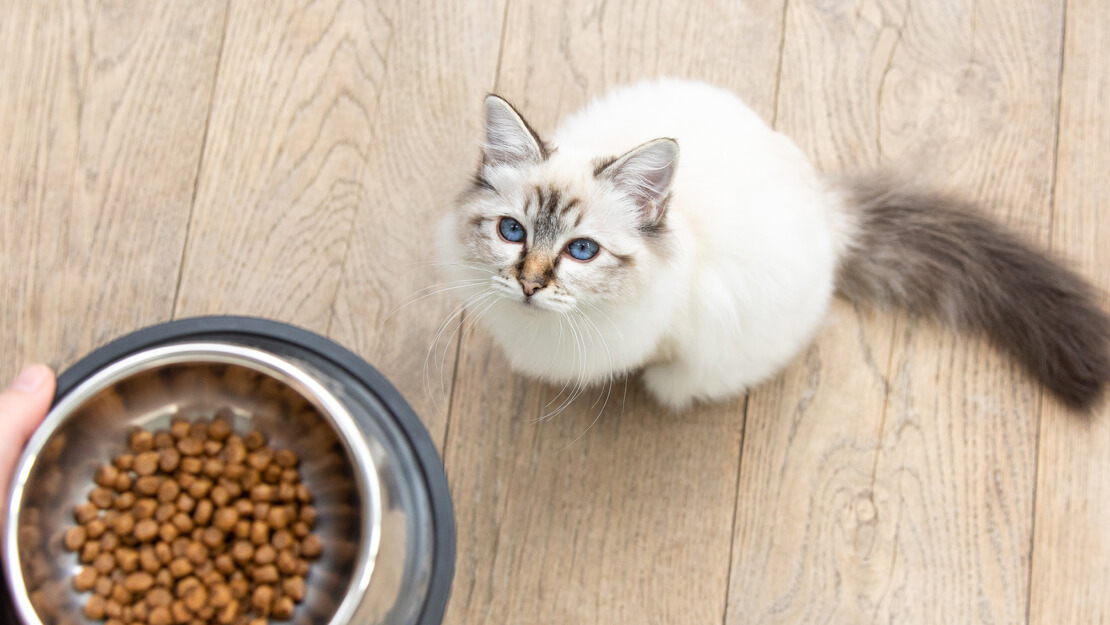 Cat food kitten dry listing page