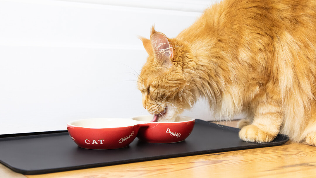 อาหารที่แมวควรกิน