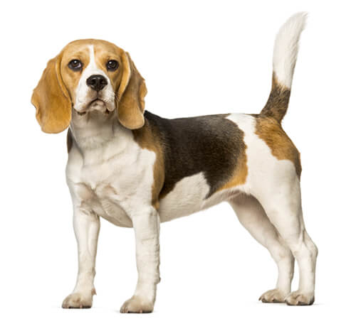 รู้จัก บีเกิ้ล (Beagle) สุนัขยอดนักดม และวิธีดูแลสุขภาพ | Purina