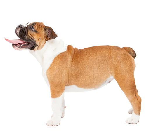 สุนัขสายพันธุ์บูลด็อก (Bull Dog) | Purina