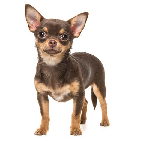สุนัขสายพันธุ์ ชิวาวา (Chihuahua) | Purina