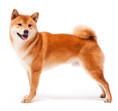 สุนัขชิบะ สุนัขสัญชาติญี่ปุ่น ขนาดกลาง รักอิสระและเป็นมิตร | Purina