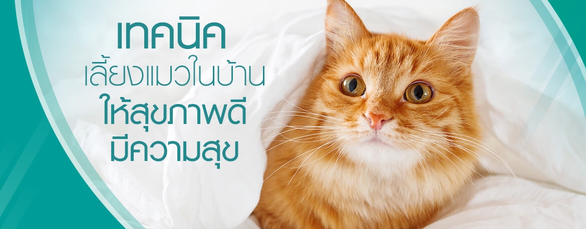 เทคนิคเลี้ยงแมวในบ้านให้สุขภาพดีมีความสุข | Purina