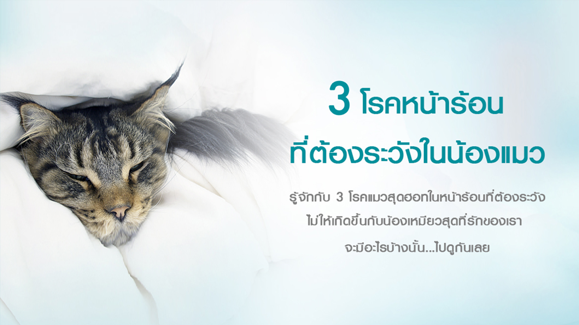 โรคสุดฮอต : 3 โรคหน้าร้อนที่ต้องระวังในน้องแมว