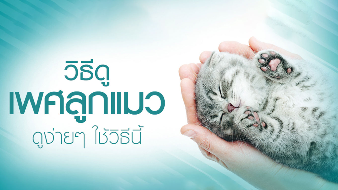 วิธีดูเพศลูกแมว ดูง่ายๆใช้วิธีนี้ | Purina