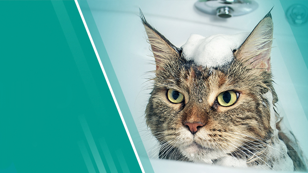 อาบน้ำแมว