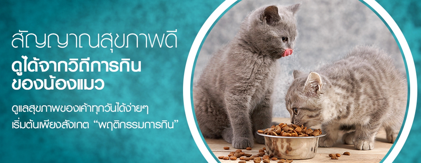 สัญญาณสุขภาพดี ดูได้จากวิถีการกินของน้องแมว