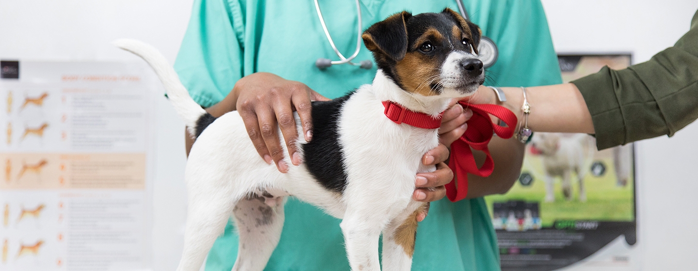 คำถามที่พบบ่อยสำหรับการฉีดวัคซีนสุนัขโตและลูกสุนัข | Purina