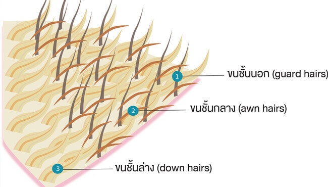 บำรุงขนแมวเหมียวให้นุ่มสวยน่ากอด