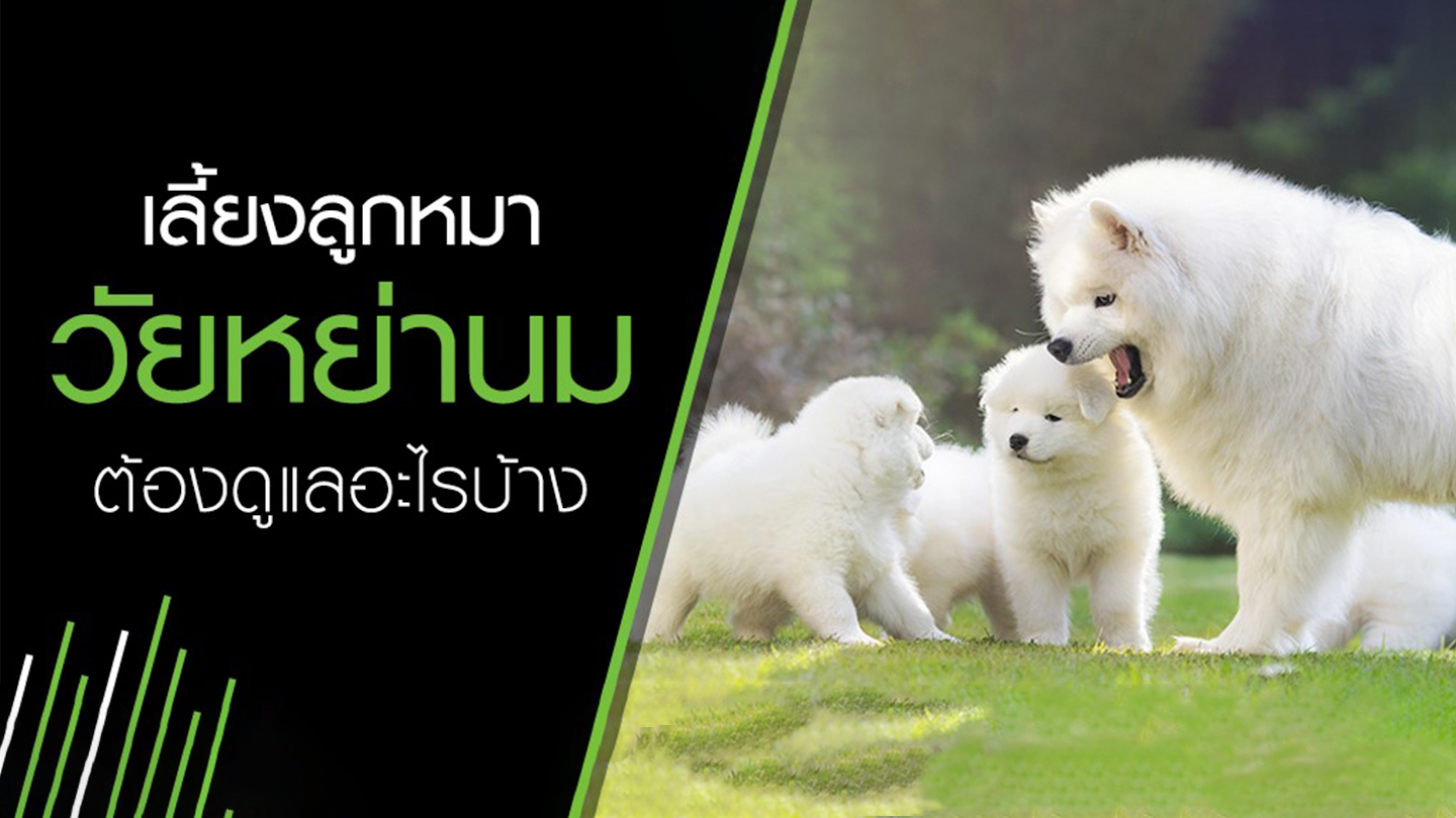 เลี้ยงลูกหมาวัยหย่านม ต้องดูแลอะไรบ้าง | Purina