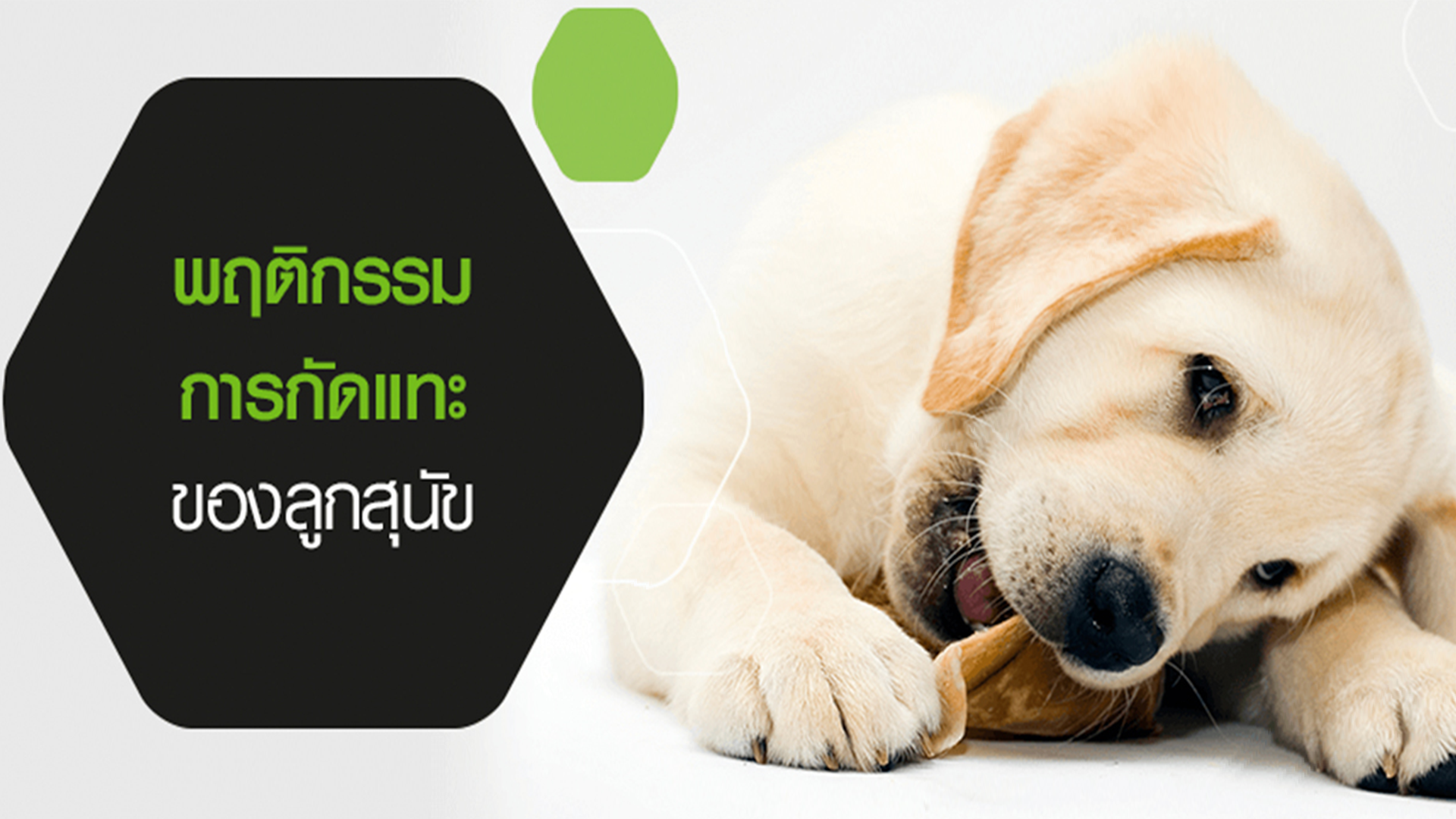 วิธีเลี้ยงและการดูแลสุนัขในแต่ละวัย ให้สุขภาพดีและมีความสุข | Purina
