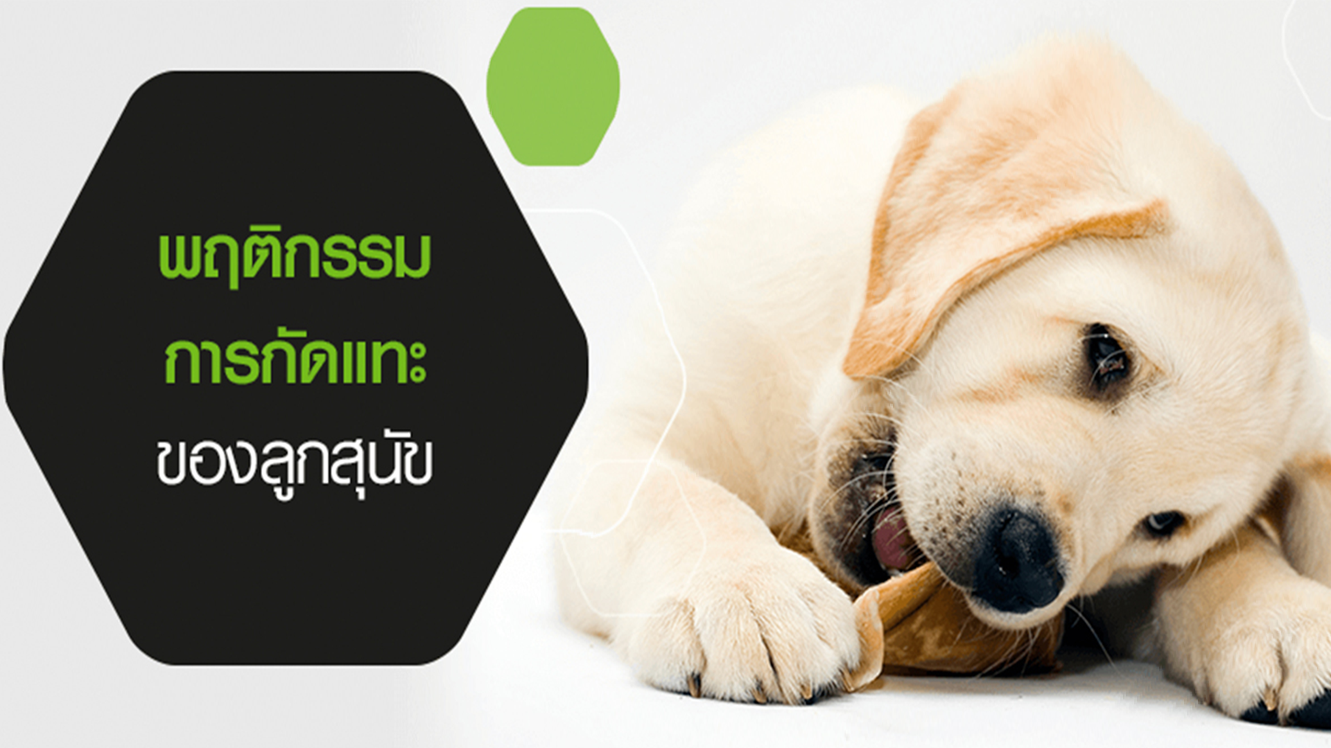 พฤติกรรมการกัดแทะ