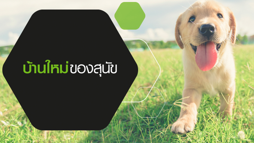 บ้านใหม่ของสุนัข