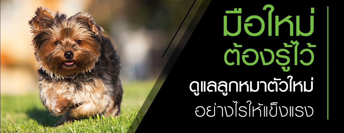 ดูแลลูกหมาตัวใหม่ อย่างไรให้แข็งแรง | Purina