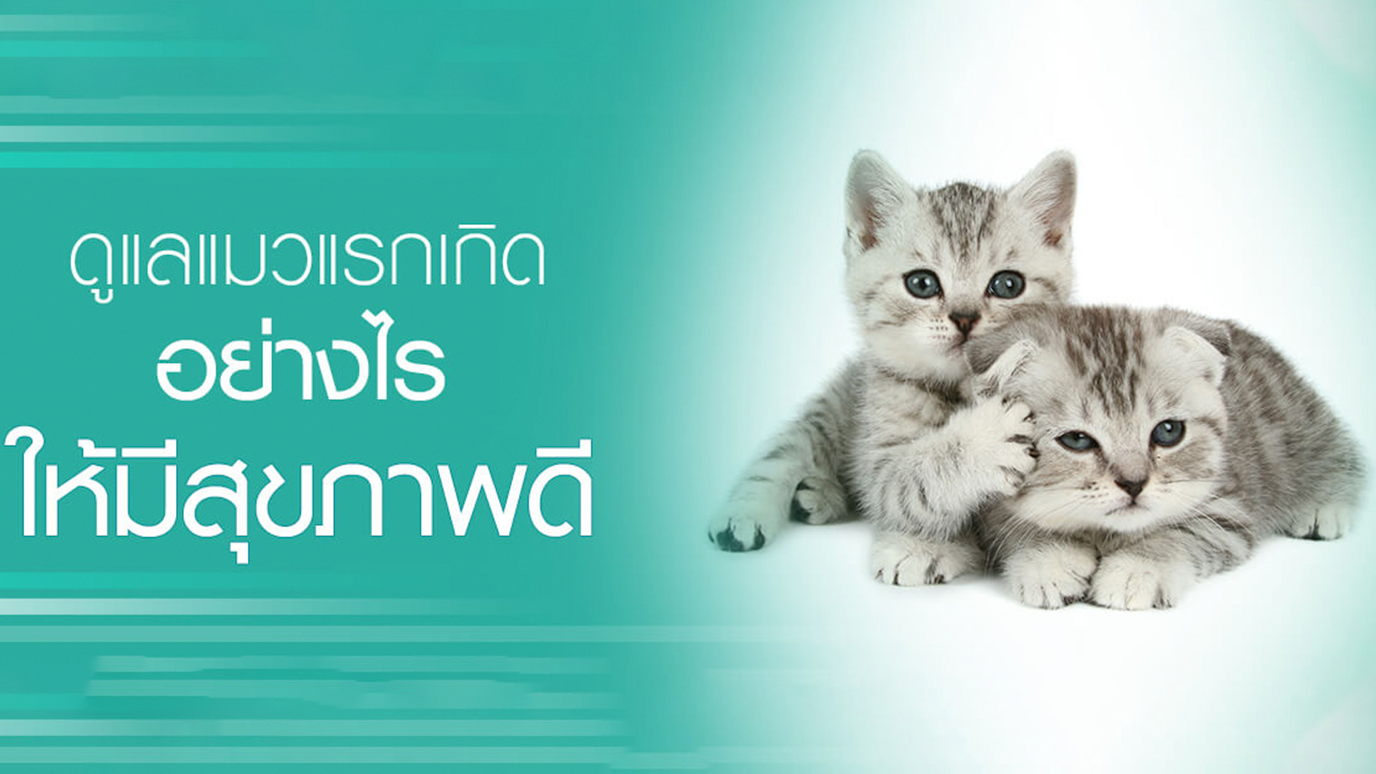 ดูแลลูกแมวแรกเกิดอย่างไรให้มีสุขภาพดี | Purina