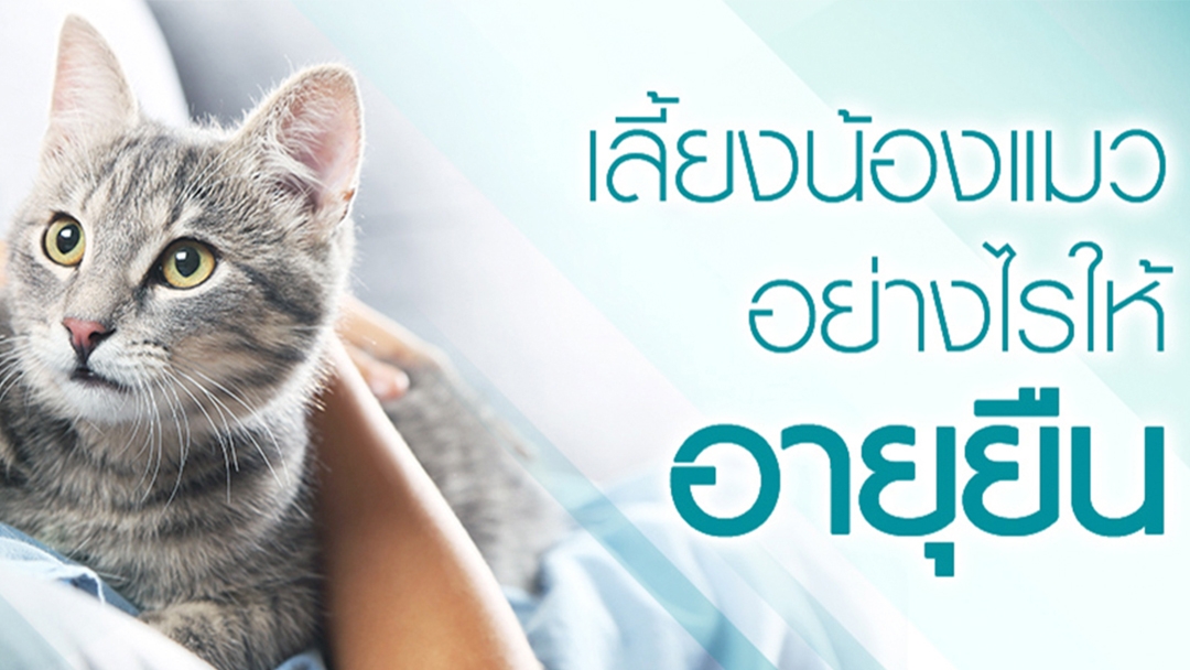 เลี้ยงแมวอย่างไรให้อายุยืน รวมถึงเรื่องน่ารู้ของอายุขัยแมว | Purina