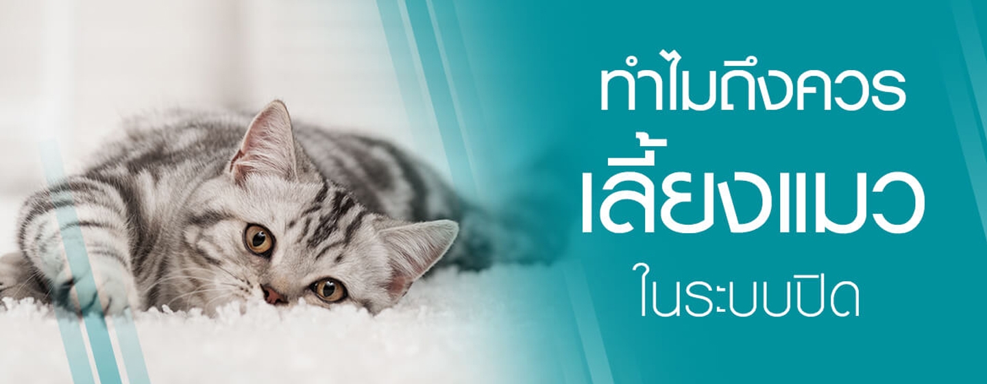 ข้อดีและข้อเสียของการเลี้ยงแมวในระบบปิด | Purina