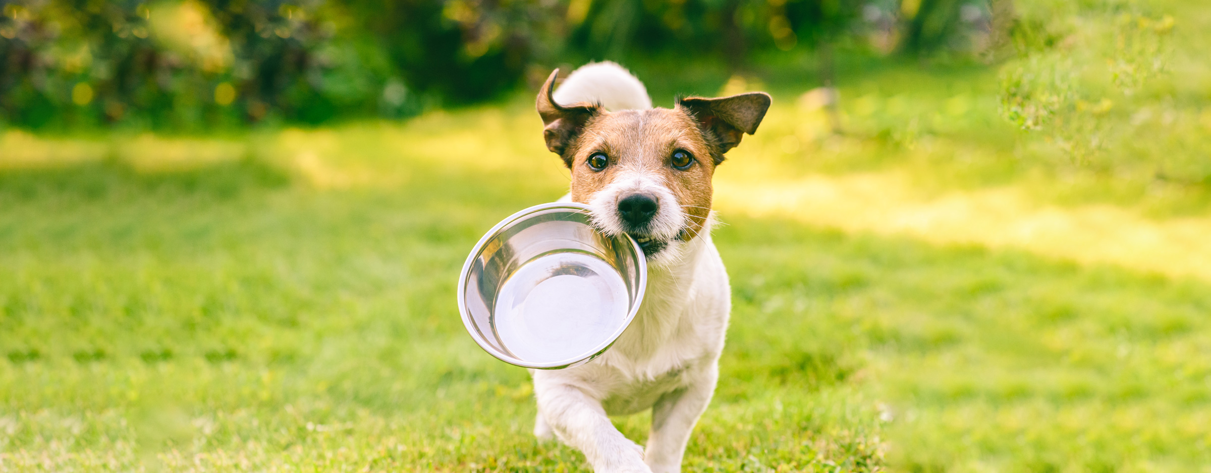 Dog-run-with-food-bowl-HERO