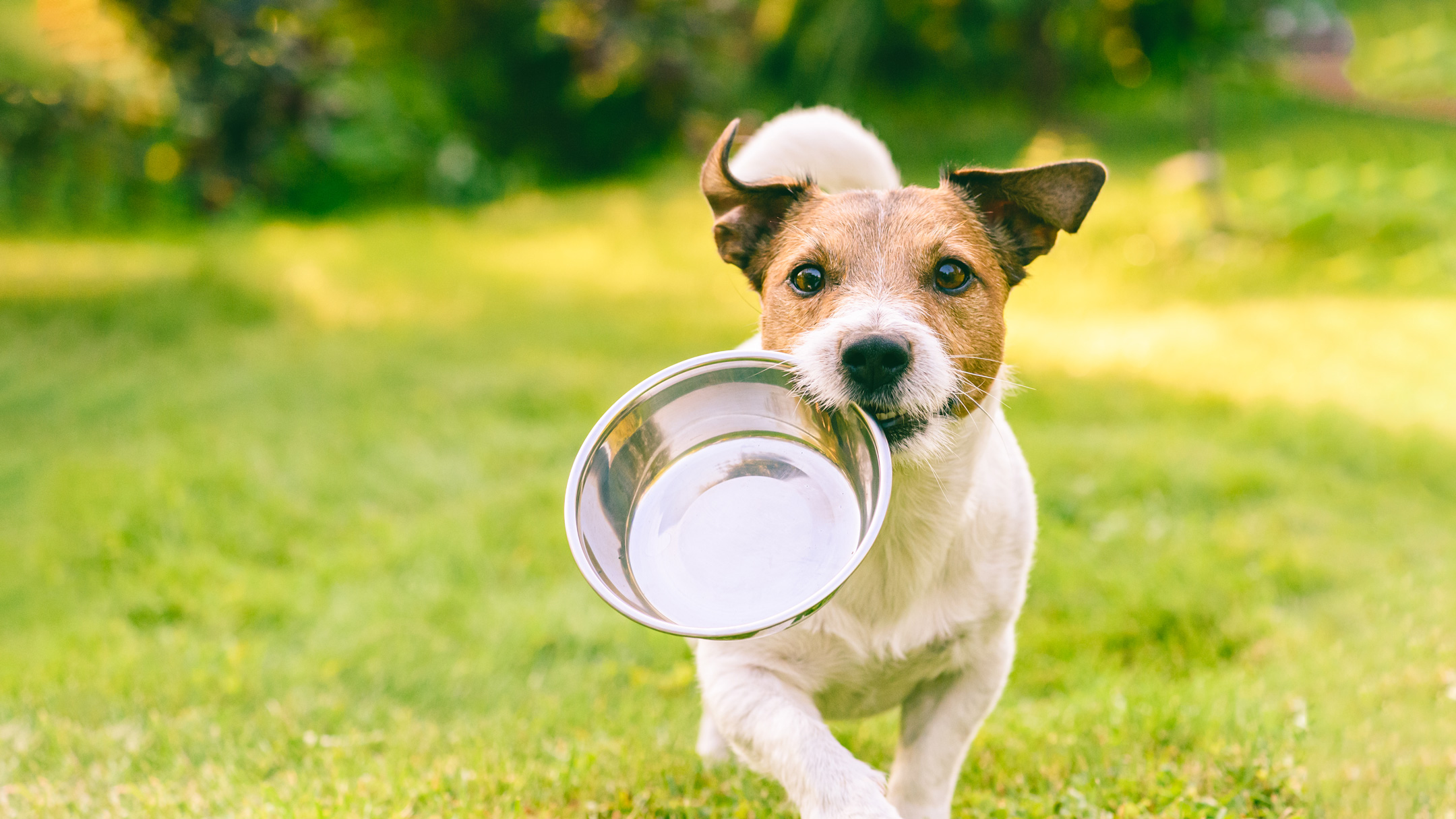 Dog-run-with-food-bowl-TEASER