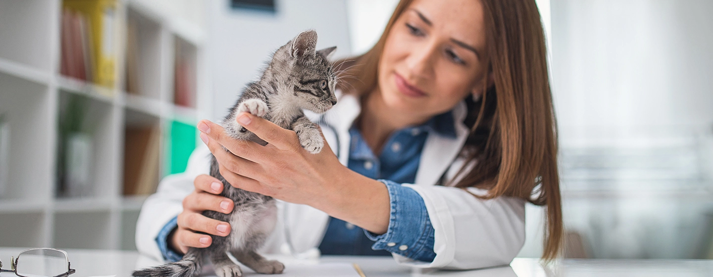 new-kitten-not-eating