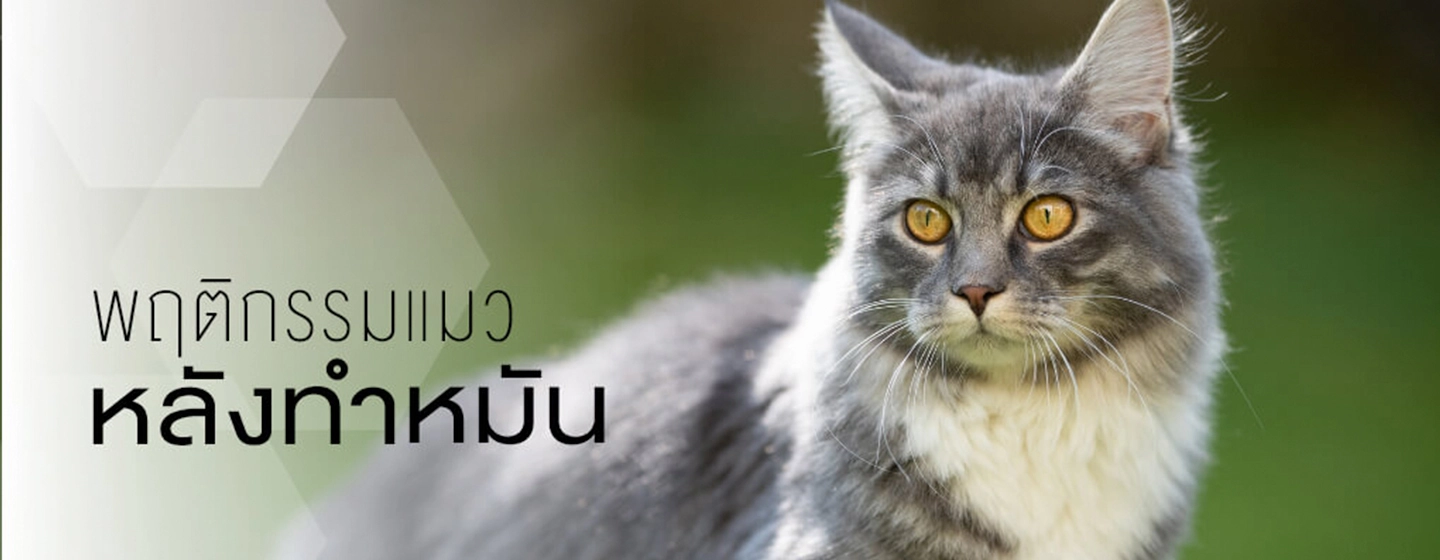 after-spayed