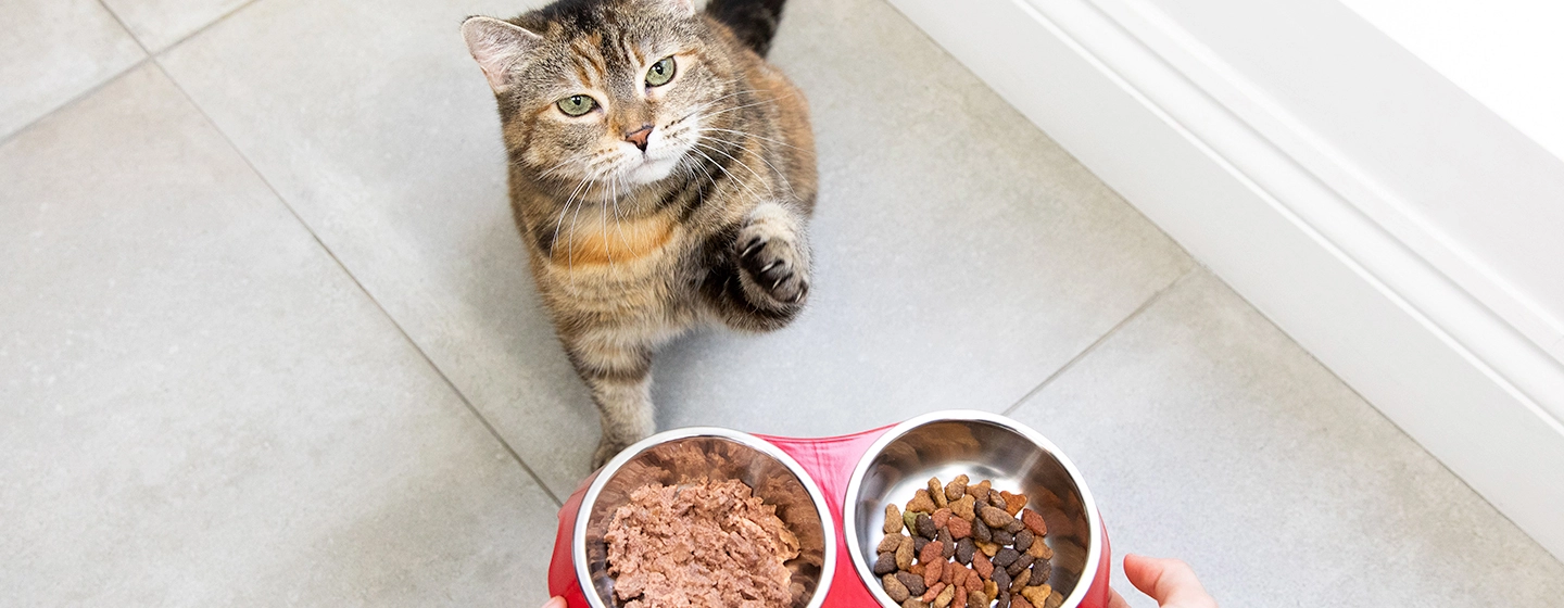 feeding-cat-pregnancy