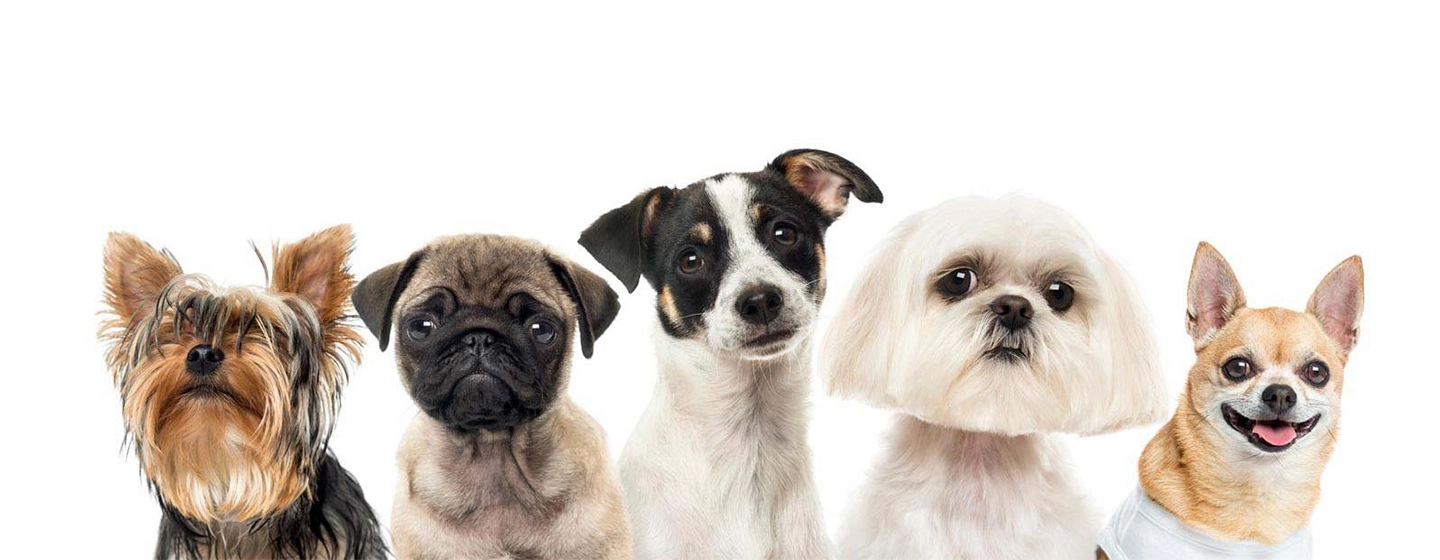 dogs-digestive-issues