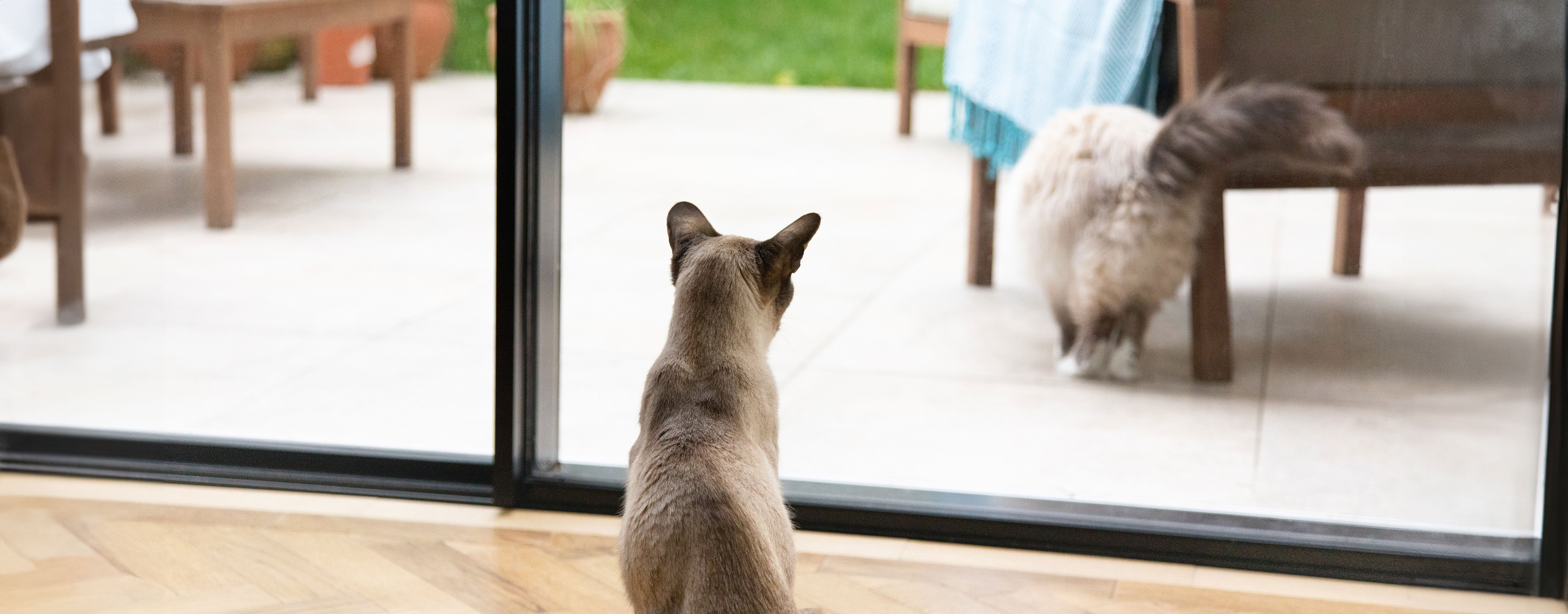 keeping-cats-and-dogs-happy-indoors