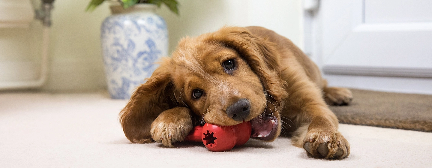 what-dogs-can-chew