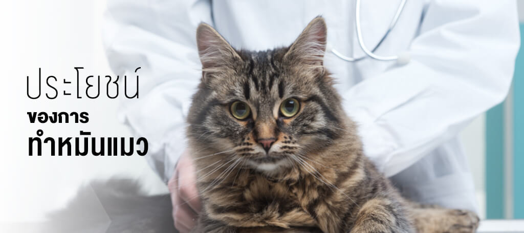 spay-benefit
