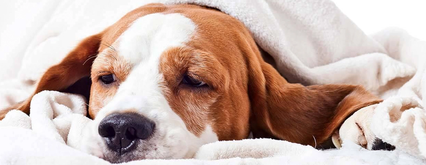 senior-dogs-health-concern