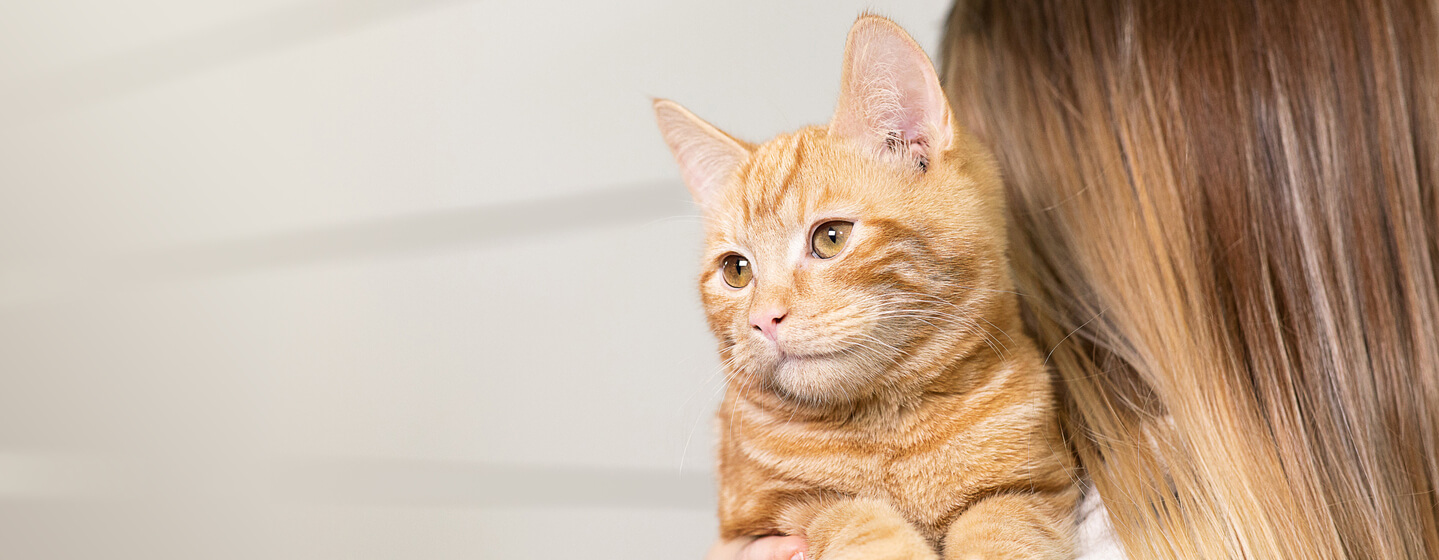unusual-cat-illnesses
