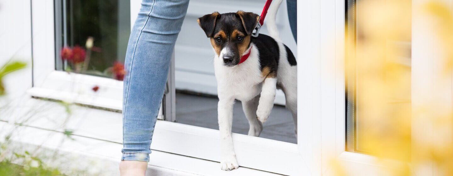 puppy-socialisation