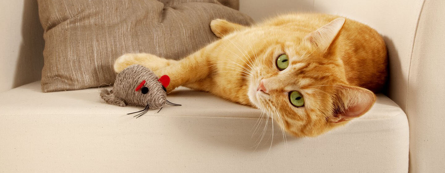 five-fun-games-for-cats