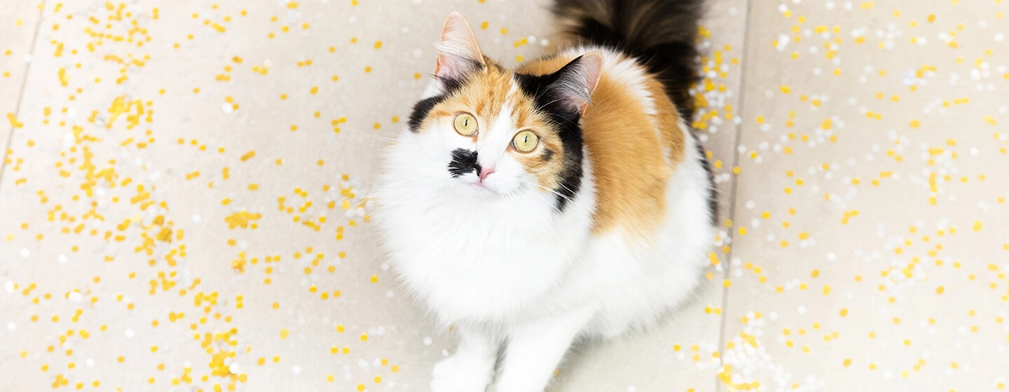 training-your-cats