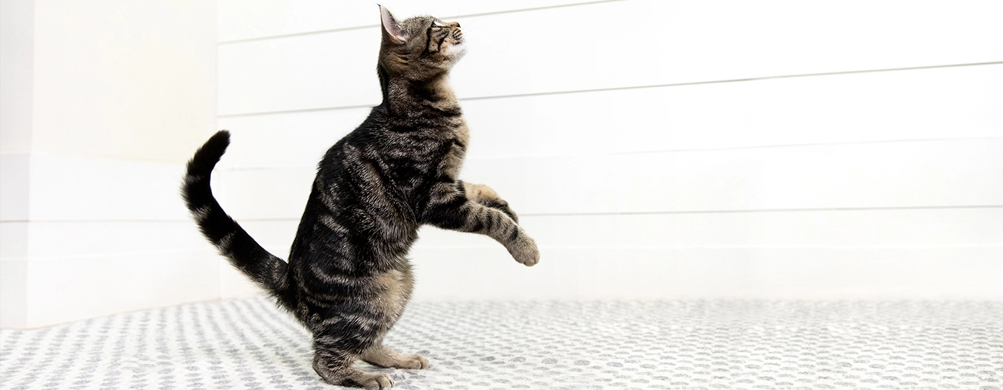 cats-snacks-and-treats