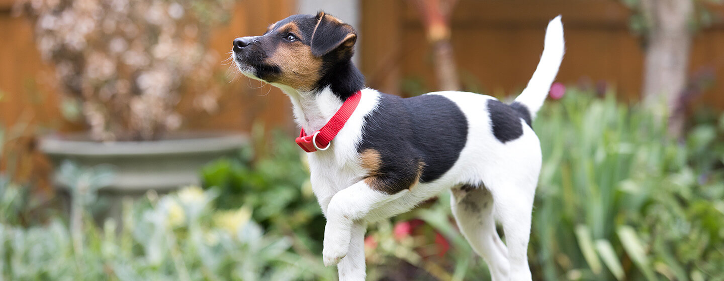 toilet-training-your-dog