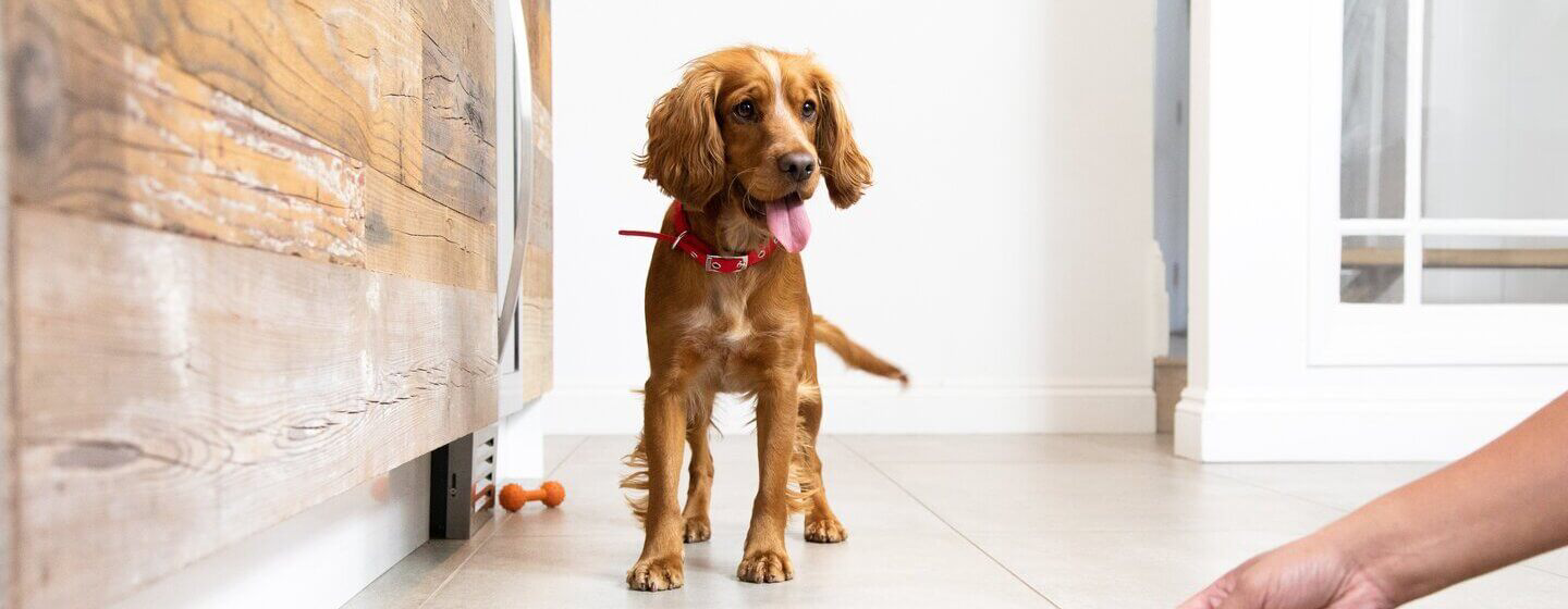 preparing-new-puppy
