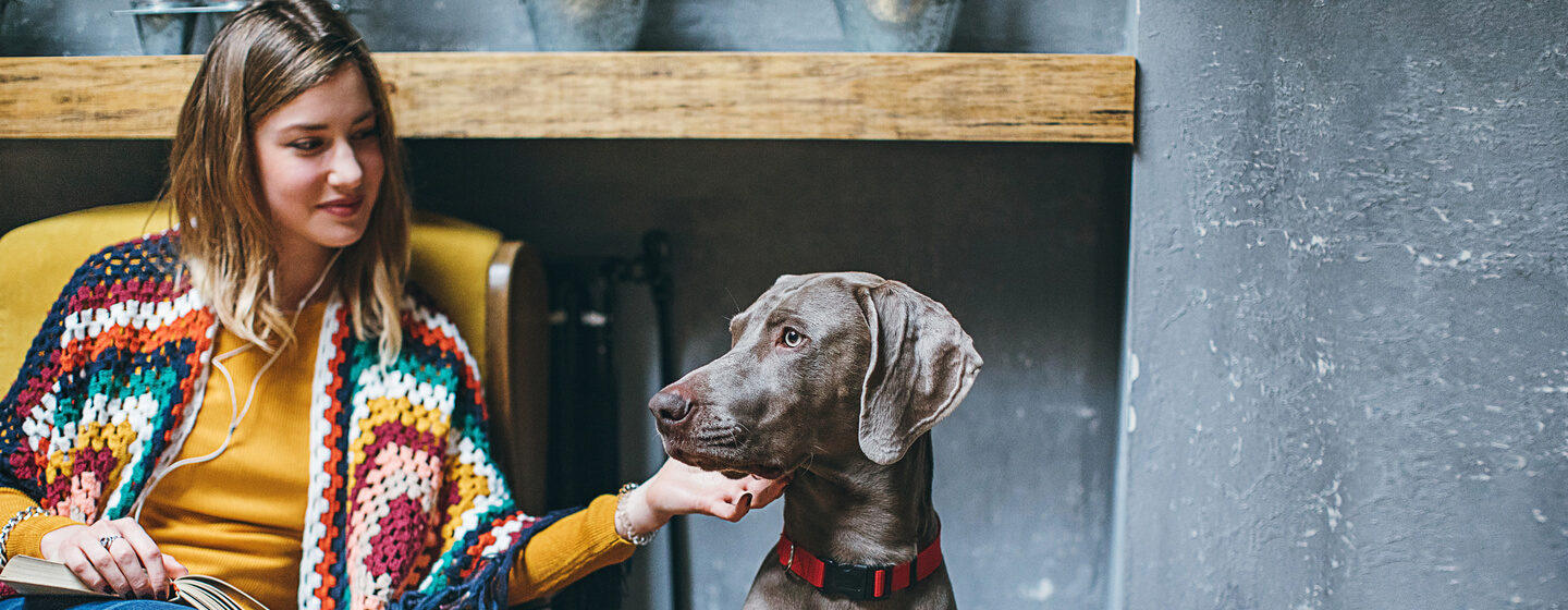 caring-for-your-senior-dog