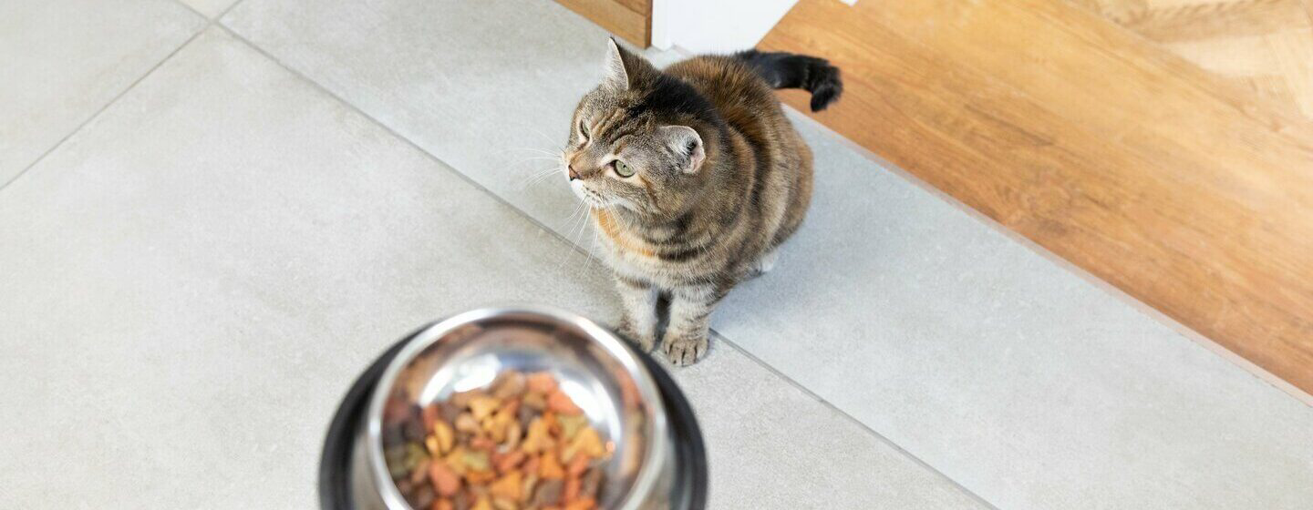 feeding-your-indoor-cat