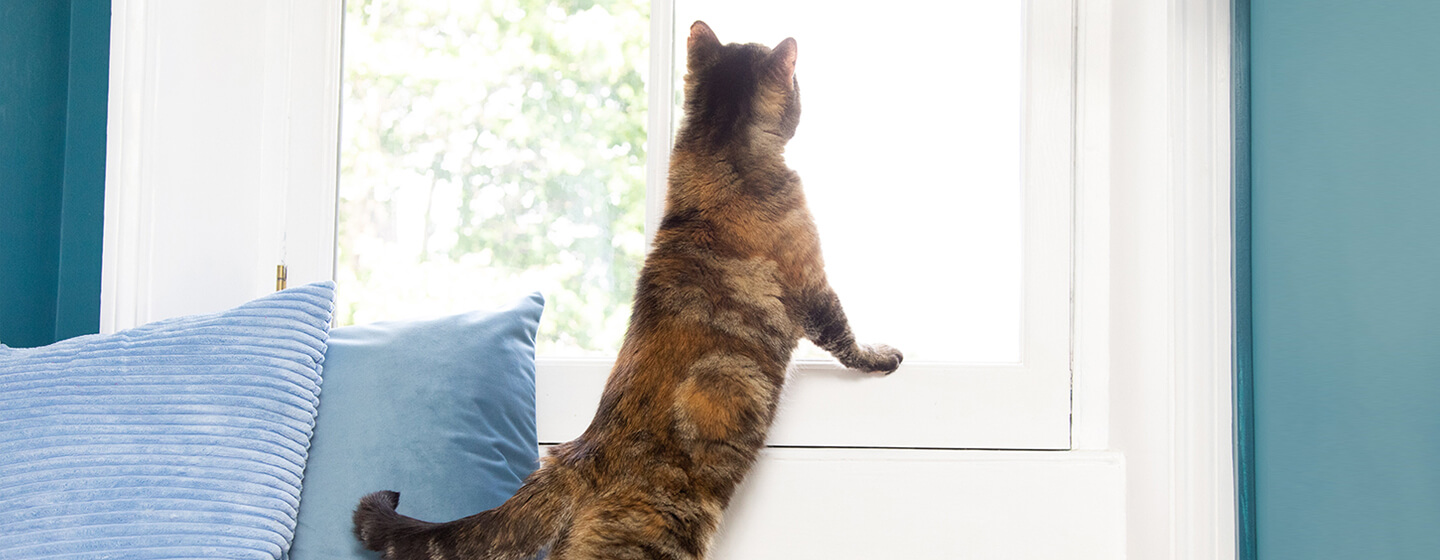 indoor-cats