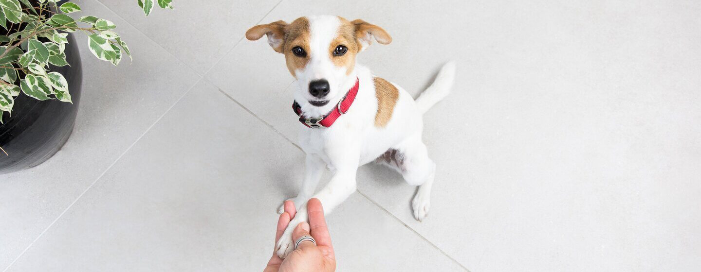 dogs-basic-commands