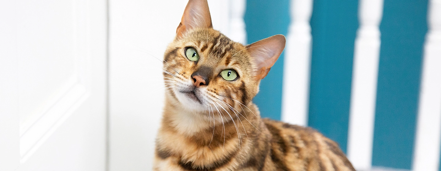 cats-whiskers
