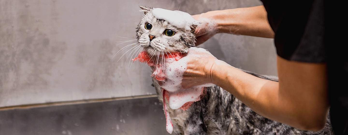 cat-hate-water