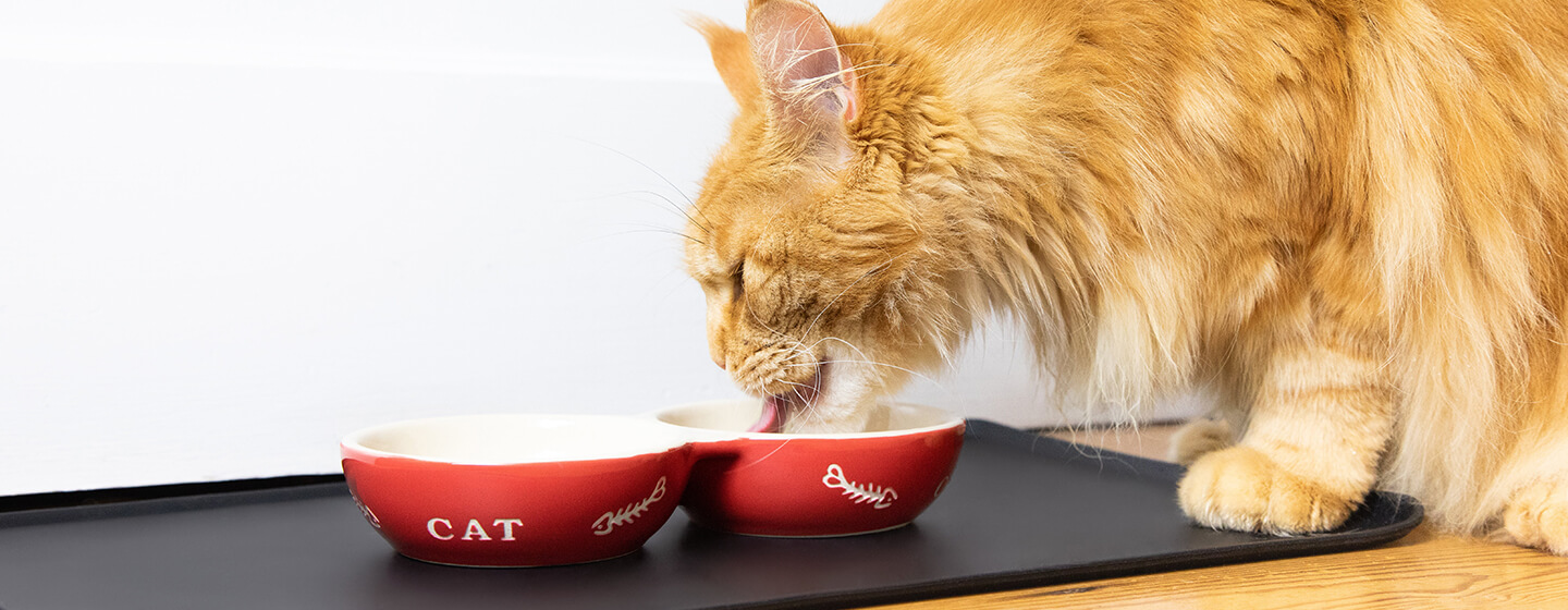 what-do-cats-eat