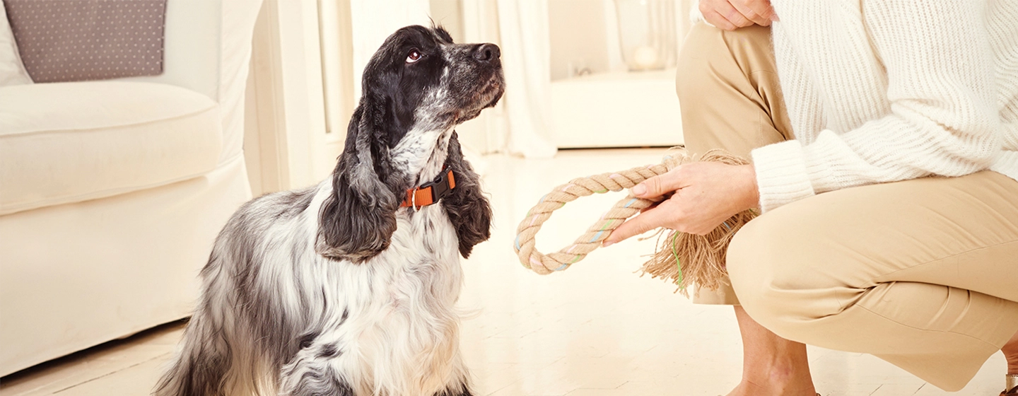 training-your-puppy