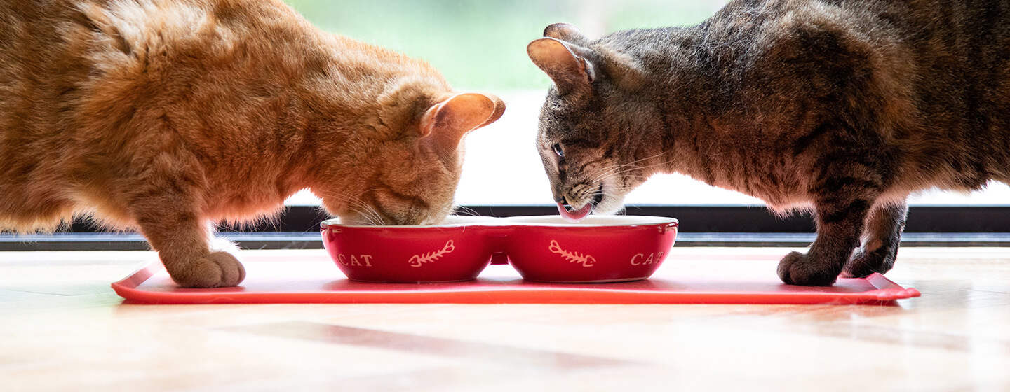 support-cat-digestion