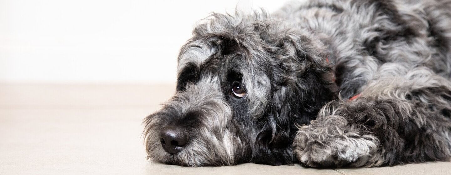 puppy-diarrhoea